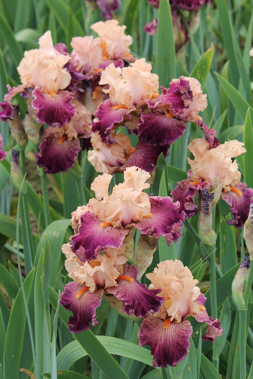 Photo of Tall Bearded Iris (Iris 'Full of Magic') uploaded by ARUBA1334
