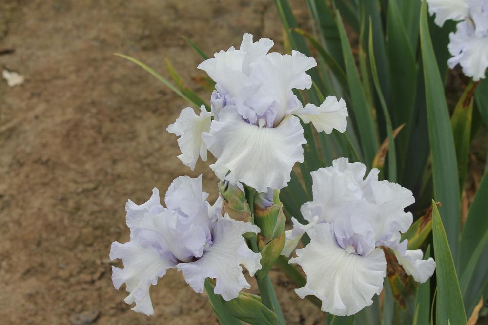 Photo of Tall Bearded Iris (Iris 'Lady of Leoness') uploaded by ARUBA1334