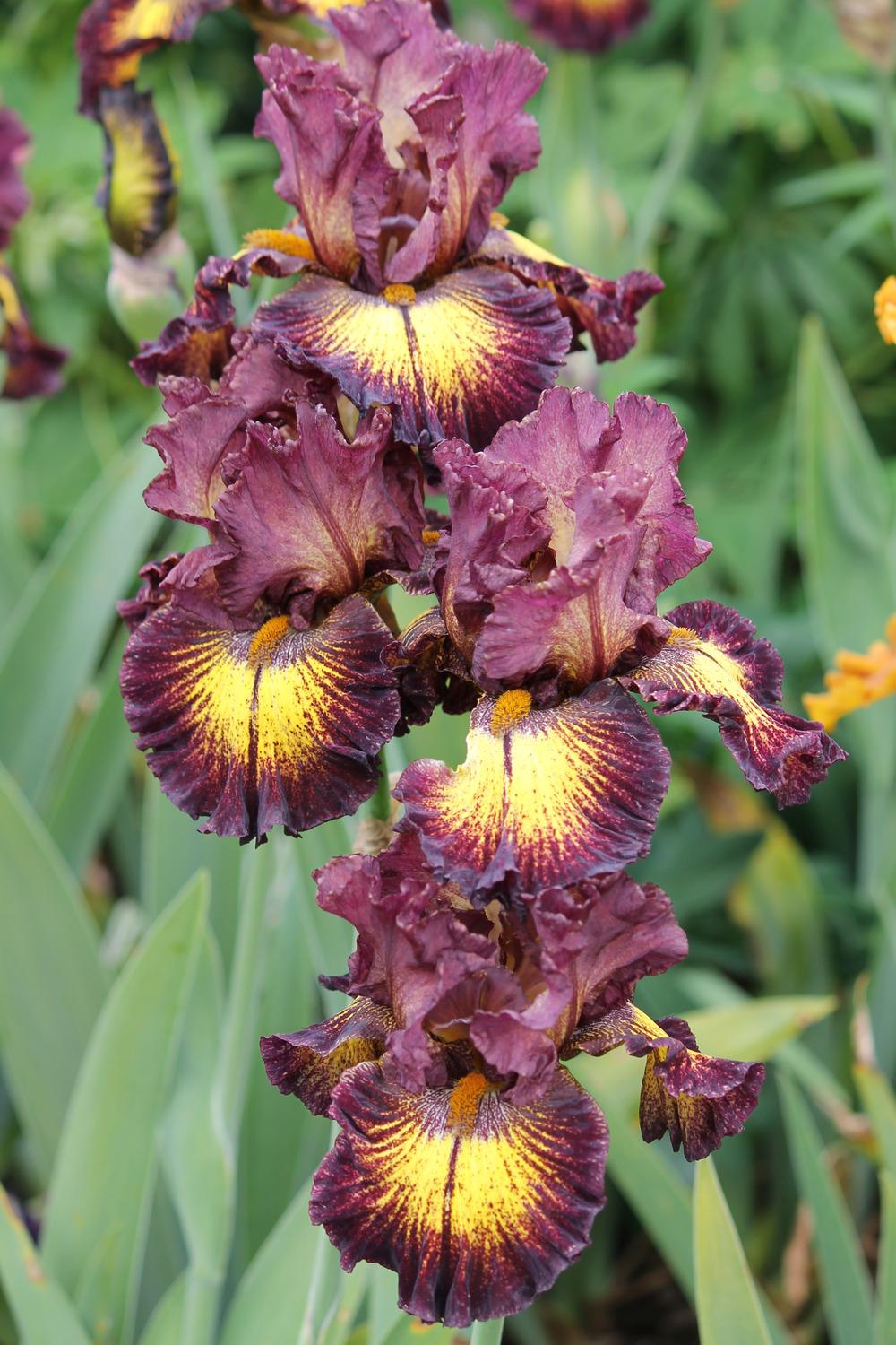 Photo of Tall Bearded Iris (Iris 'High Octane') uploaded by ARUBA1334