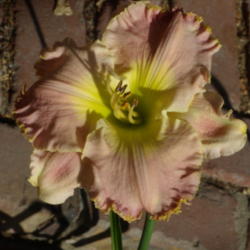 Location: My garden in Bakersfield, CA
Date: 2012-06-23 