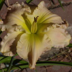 Location: My garden in Bakersfield, CA
Date: 2012-06-21 
