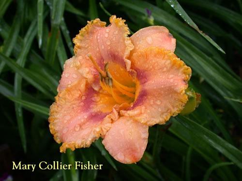 Photo of Daylily (Hemerocallis 'Mary Collier Fisher') uploaded by Joy