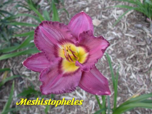 Photo of Daylily (Hemerocallis 'Mephistopheles') uploaded by Joy