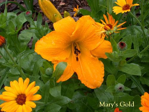 Photo of Daylily (Hemerocallis 'Mary's Gold') uploaded by Joy