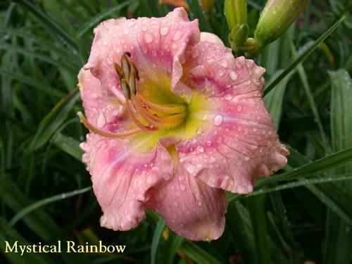 Photo of Daylily (Hemerocallis 'Mystical Rainbow') uploaded by Joy