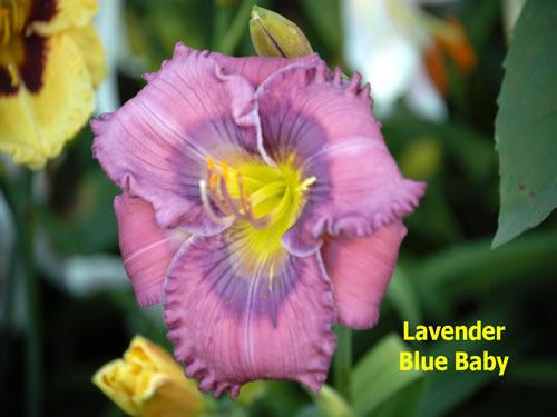 Photo of Daylily (Hemerocallis 'Lavender Blue Baby') uploaded by Joy