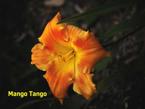 Photo of Daylily (Hemerocallis 'Mango Tango') uploaded by Joy