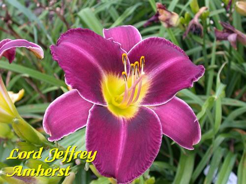Photo of Daylily (Hemerocallis 'Lord Jeffrey Amherst') uploaded by Joy