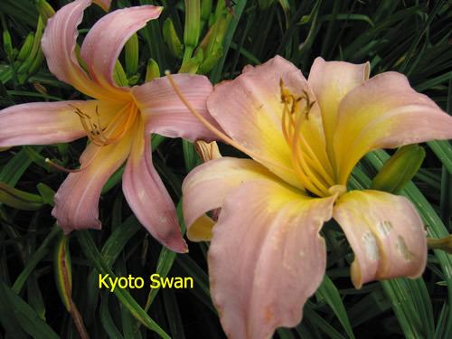 Photo of Daylily (Hemerocallis 'Kyoto Swan') uploaded by Joy