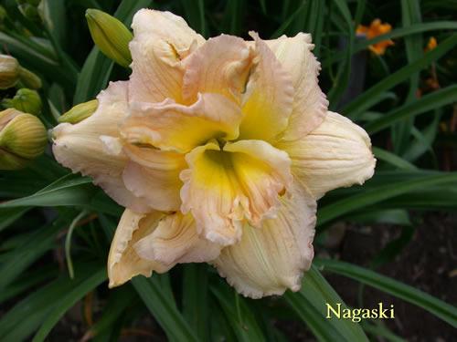 Photo of Daylily (Hemerocallis 'Nagasaki') uploaded by Joy