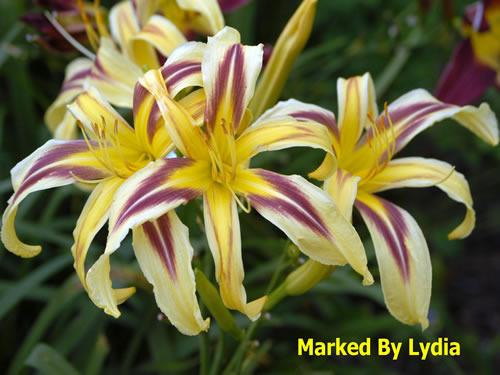 Photo of Daylily (Hemerocallis 'Marked by Lydia') uploaded by Joy