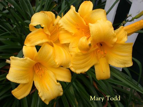 Photo of Daylily (Hemerocallis 'Mary Todd') uploaded by Joy