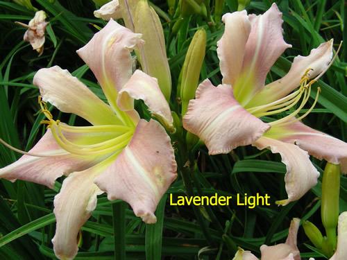 Photo of Daylily (Hemerocallis 'Lavender Light') uploaded by Joy
