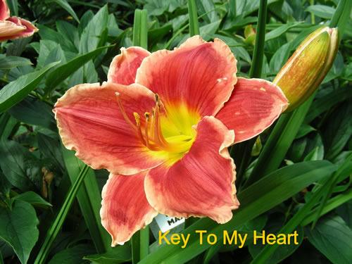 Photo of Daylily (Hemerocallis 'Key to My Heart') uploaded by Joy