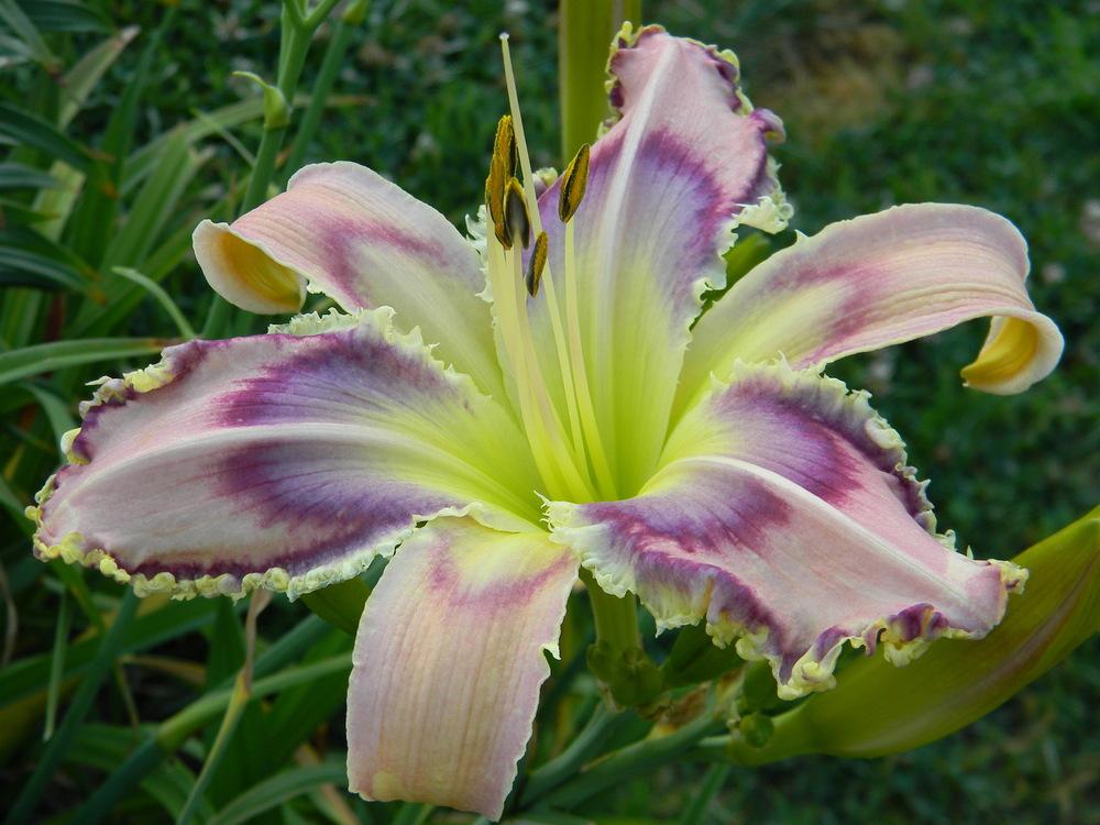 Photo of Daylily (Hemerocallis 'Entwined in the Vine') uploaded by Lilydaydreamer