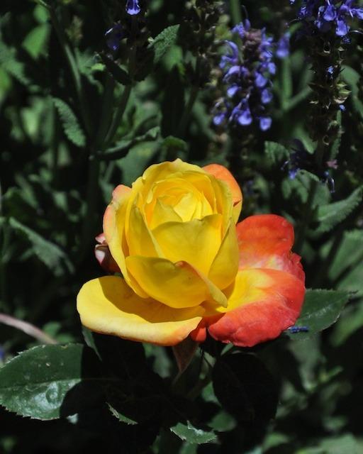 Photo of Rose (Rosa 'Judy Garland') uploaded by Steve812