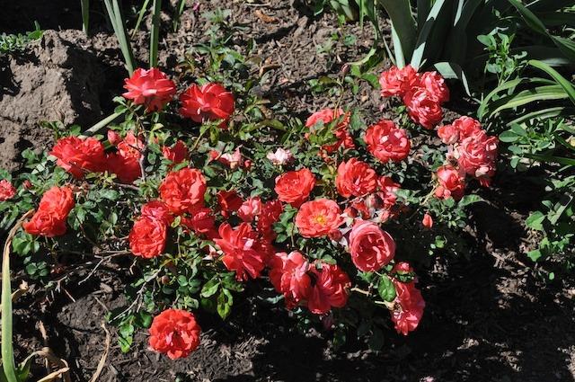 Photo of Rose (Rosa 'Coral Crown') uploaded by Steve812