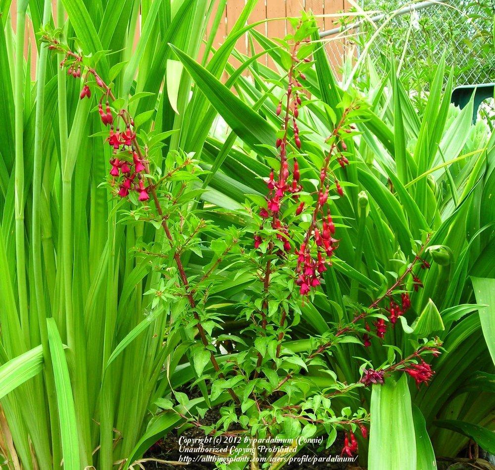 Photo of Hardy Fuchsia (Fuchsia 'Katjan') uploaded by pardalinum