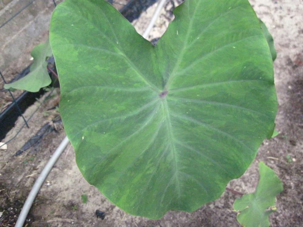Photo of Taro (Colocasia esculenta 'Chicago Harlequin') uploaded by piksihk