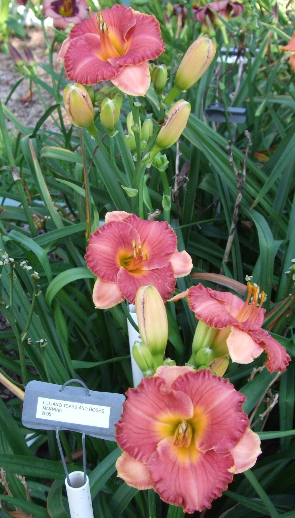 Photo of Daylily (Hemerocallis 'Lillian's Tears and Roses') uploaded by spunky1