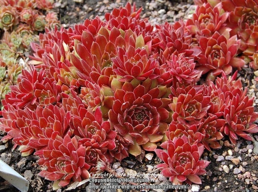 Photo of Hen and Chicks (Sempervivum 'Royal Ruby') uploaded by valleylynn