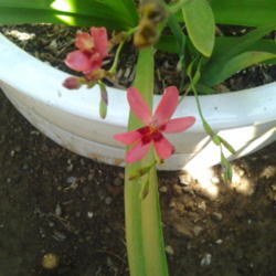 Location: Home garden
Date: 2012-06-28 
Great little plant.