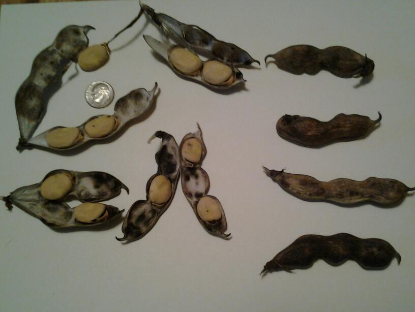 Photo of Broad Bean (Vicia faba 'Ianto's Yellow') uploaded by Chickensonmars