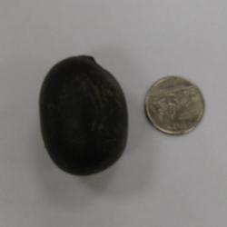 Location: Southwest Florida
Date: June 2012
one seed (next to a quarter coin)