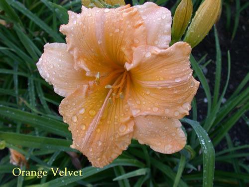 Photo of Daylily (Hemerocallis 'Orange Velvet') uploaded by Joy
