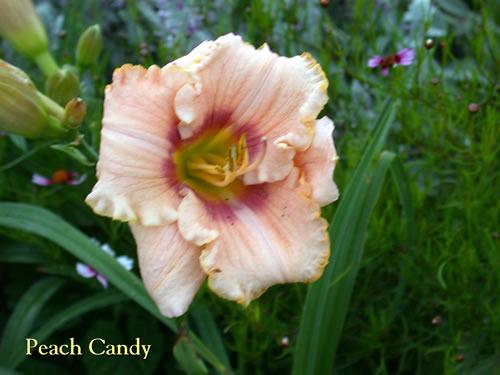 Photo of Daylily (Hemerocallis 'Peach Candy') uploaded by Joy