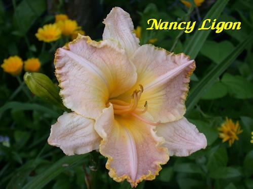 Photo of Daylily (Hemerocallis 'Nancy Ligon') uploaded by Joy