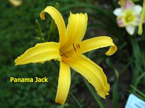 Photo of Daylily (Hemerocallis 'Panama Jack') uploaded by Joy