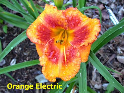 Photo of Daylily (Hemerocallis 'Orange Electric') uploaded by Joy