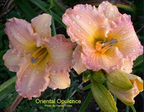 Photo of Daylily (Hemerocallis 'Oriental Opulence') uploaded by Joy