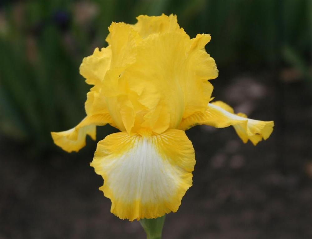 Photo of Intermediate Bearded Iris (Iris 'Bottled Sunshine') uploaded by KentPfeiffer