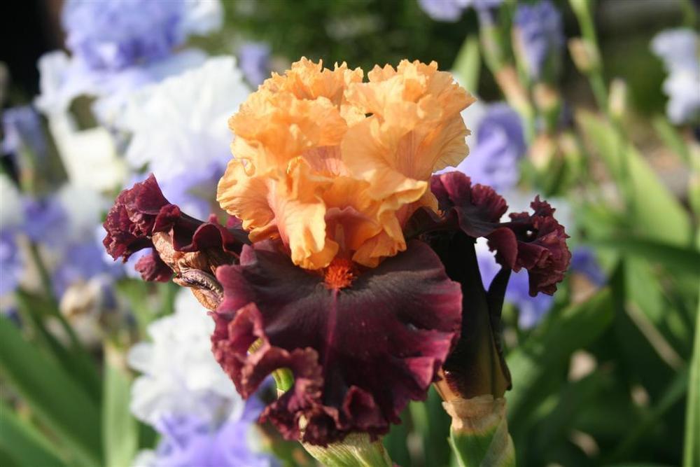 Photo of Tall Bearded Iris (Iris 'Toronto') uploaded by KentPfeiffer