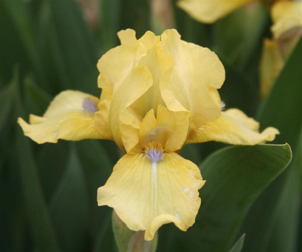 Photo of Intermediate Bearded Iris (Iris 'Blue Eyed Blond') uploaded by KentPfeiffer