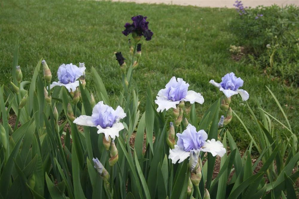 Photo of Tall Bearded Iris (Iris 'Tullyherron') uploaded by KentPfeiffer