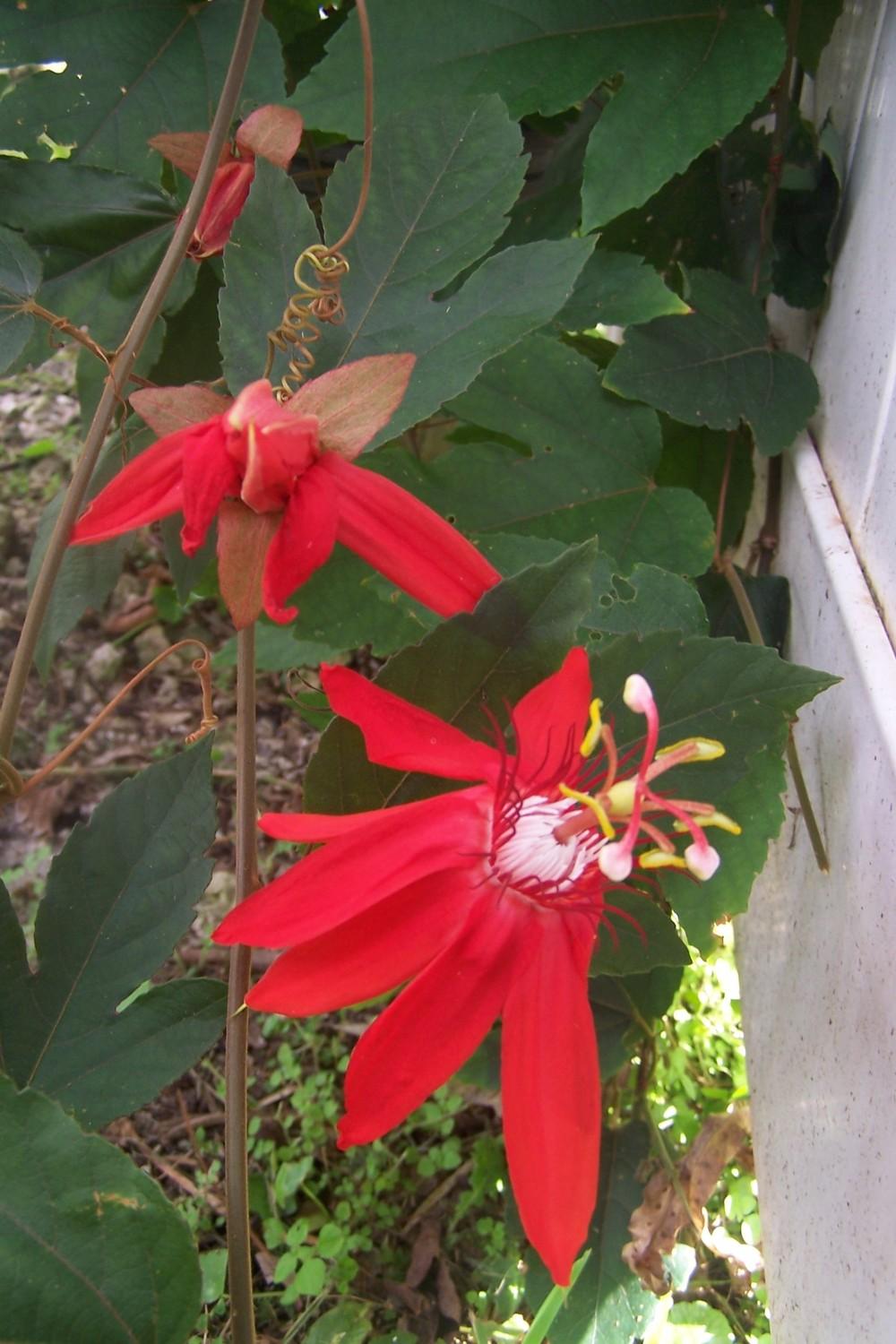 Photo of Red Passion Flower (Passiflora coccinea) uploaded by MamaIve12
