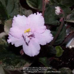 Location: South Florida
Date: 2012-06-28
Cute african violet with variegated leaves (pink and green)