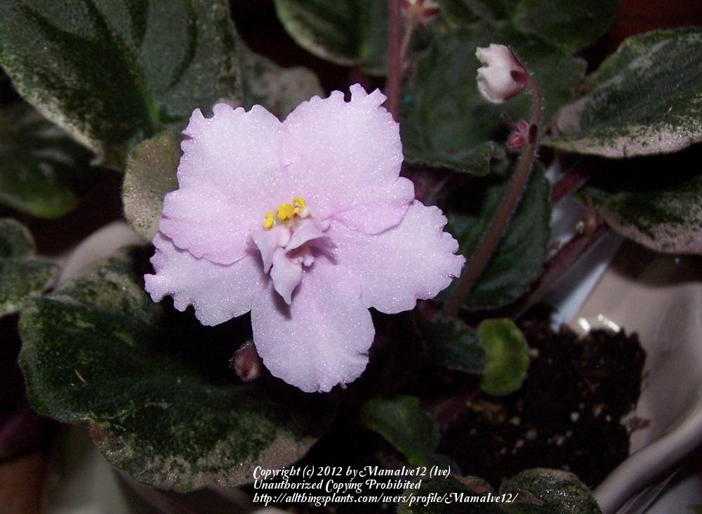 Photo of African Violet (Streptocarpus 'Harmony's Hot Flash') uploaded by MamaIve12