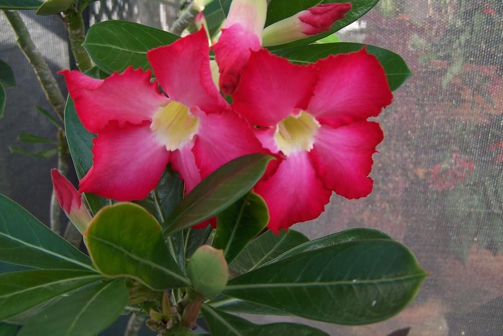 Photo of Adeniums (Adenium) uploaded by MamaIve12