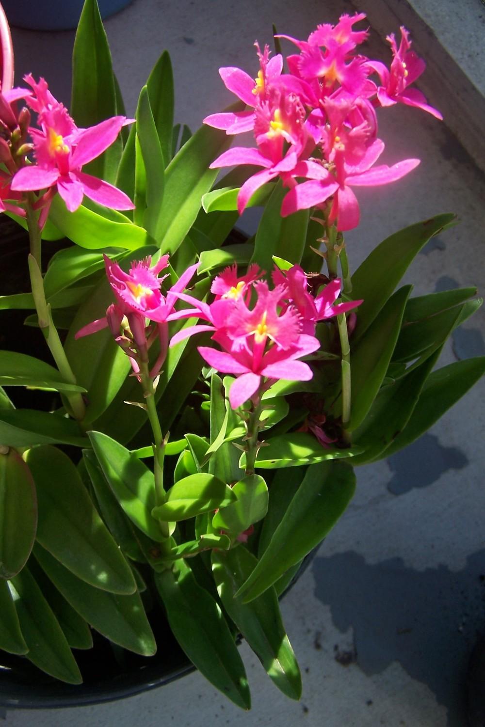Photo of Crucifix Orchid (Epidendrum radicans) uploaded by MamaIve12
