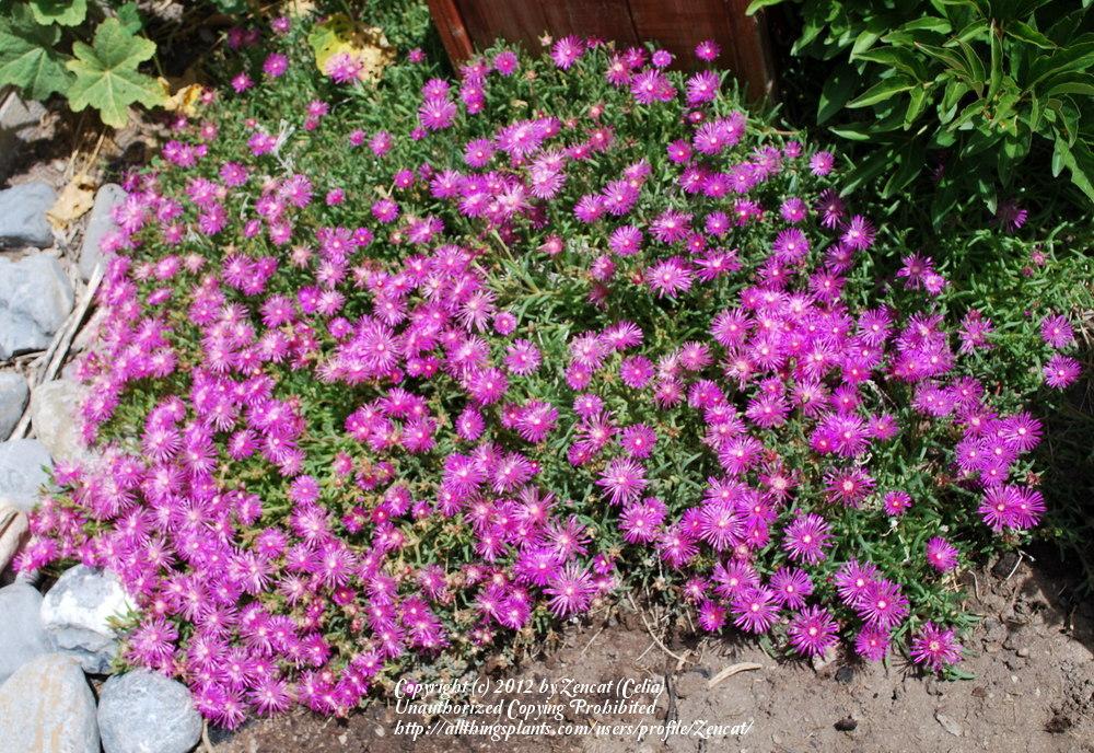 Photo of Ice Plant (Delosperma cooperi) uploaded by Zencat