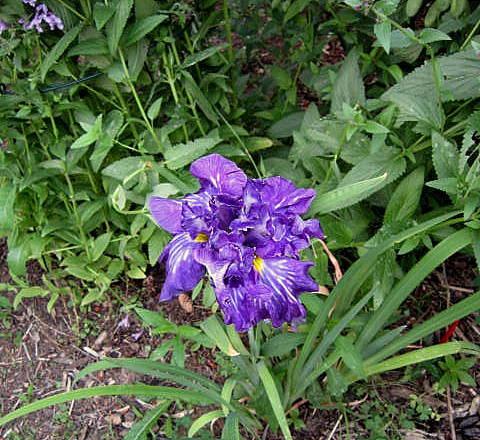 Photo of Japanese Iris (Iris ensata 'Night Angel') uploaded by ge1836