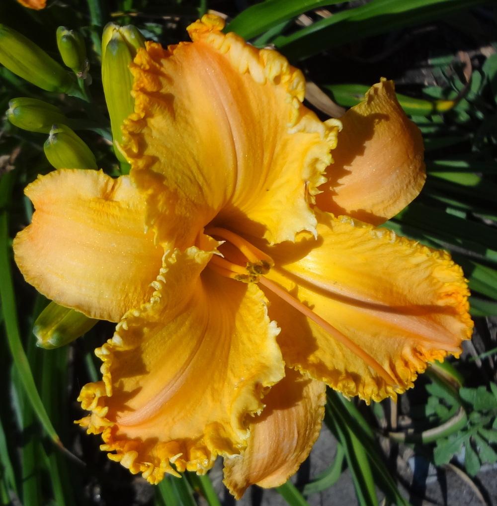 Photo of Daylily (Hemerocallis 'Crown of Thorns') uploaded by stilldew