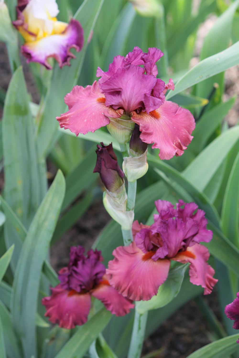 Photo of Tall Bearded Iris (Iris 'Chianti Classic') uploaded by ARUBA1334