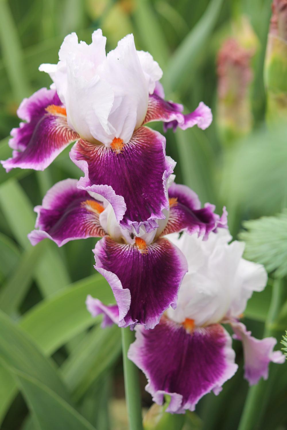 Photo of Tall Bearded Iris (Iris 'Gracious Curves') uploaded by ARUBA1334