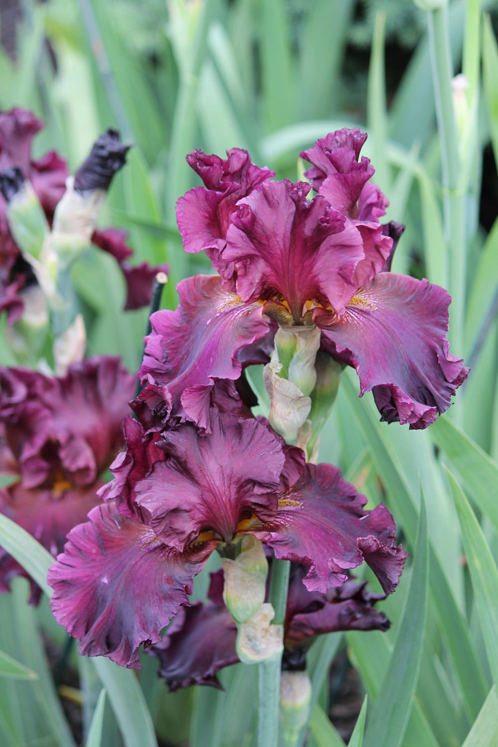 Photo of Tall Bearded Iris (Iris 'Grand Classic') uploaded by ARUBA1334