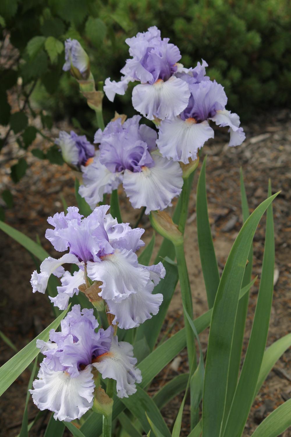 Photo of Tall Bearded Iris (Iris 'Adoregon') uploaded by ARUBA1334